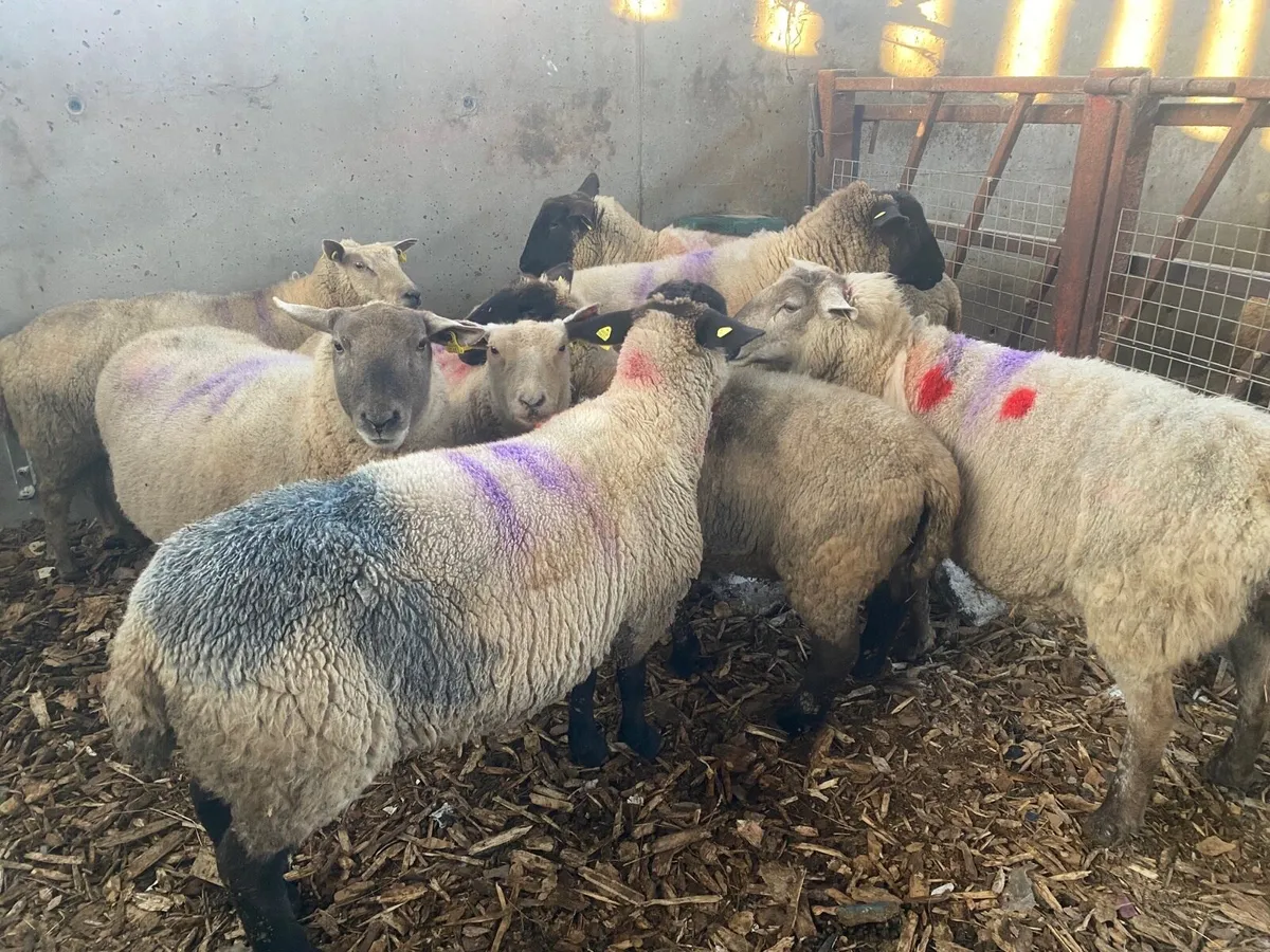 Ewes scanned in lamb 200% - Image 1