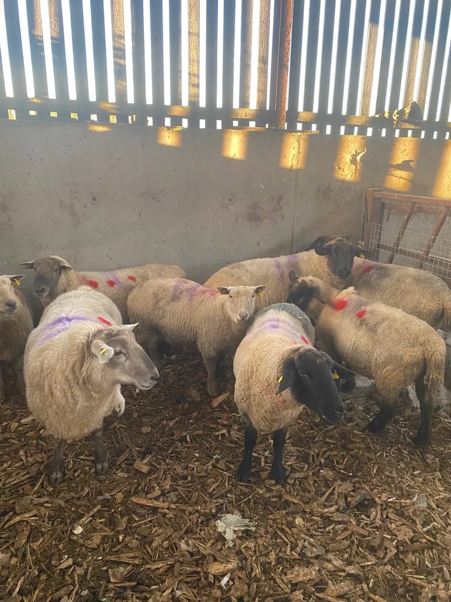 Ewes scanned in lamb 200% - Image 2