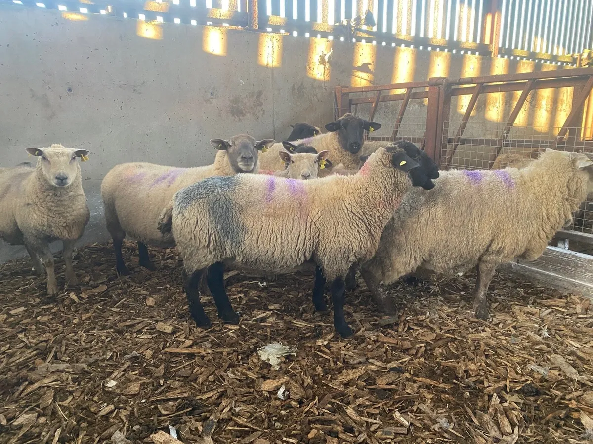 Ewes scanned in lamb 200% - Image 3