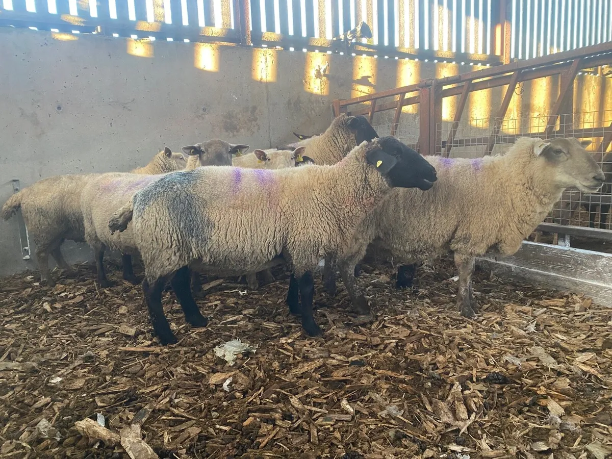 Ewes scanned in lamb 200% - Image 4