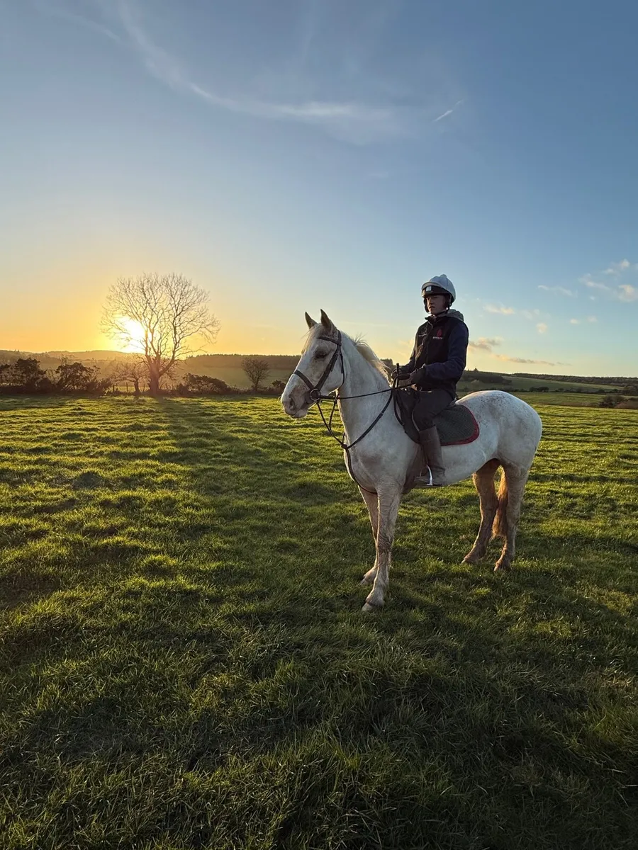 Palomino Gelding - Image 2