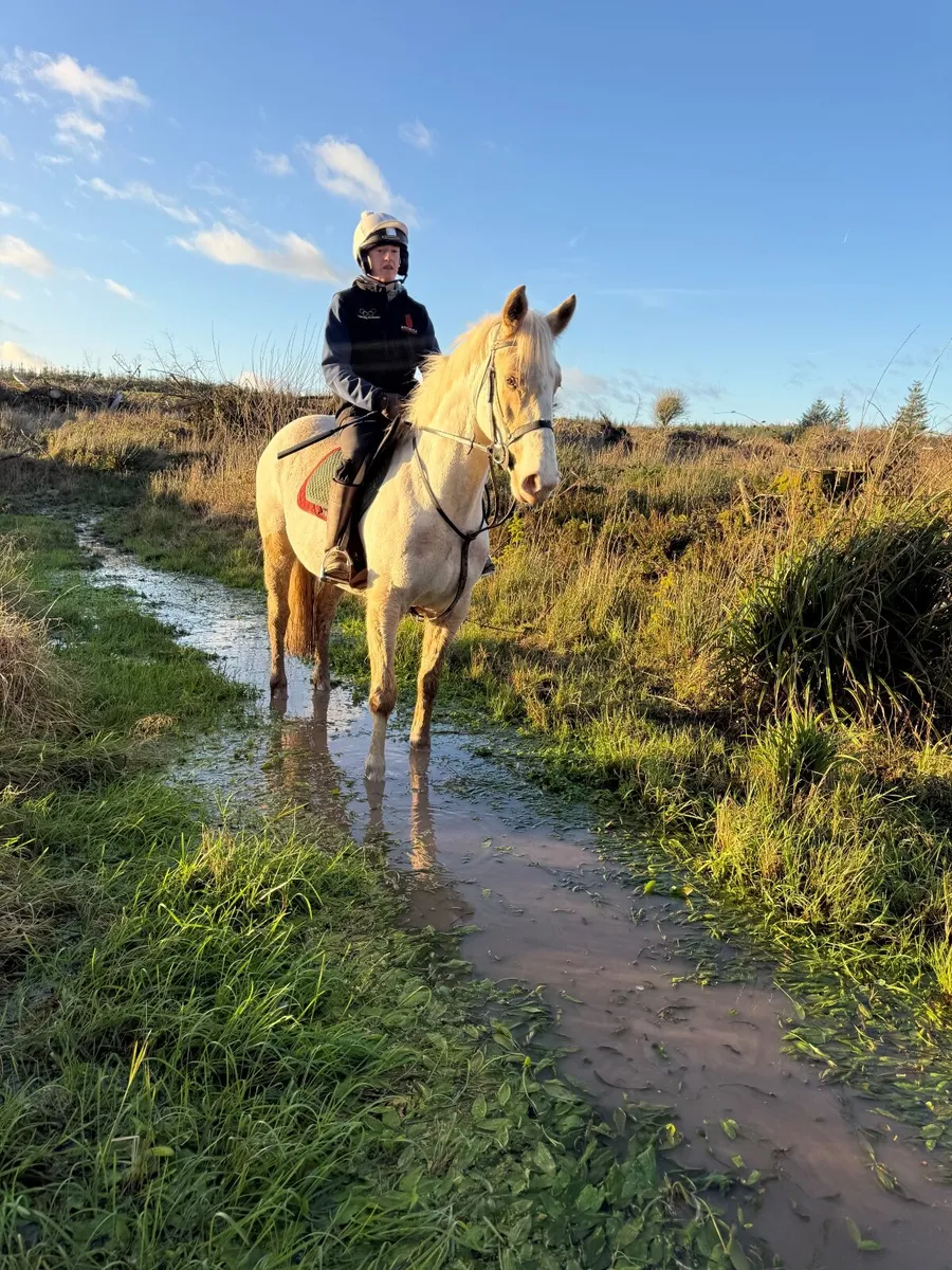 Palomino Gelding - Image 3