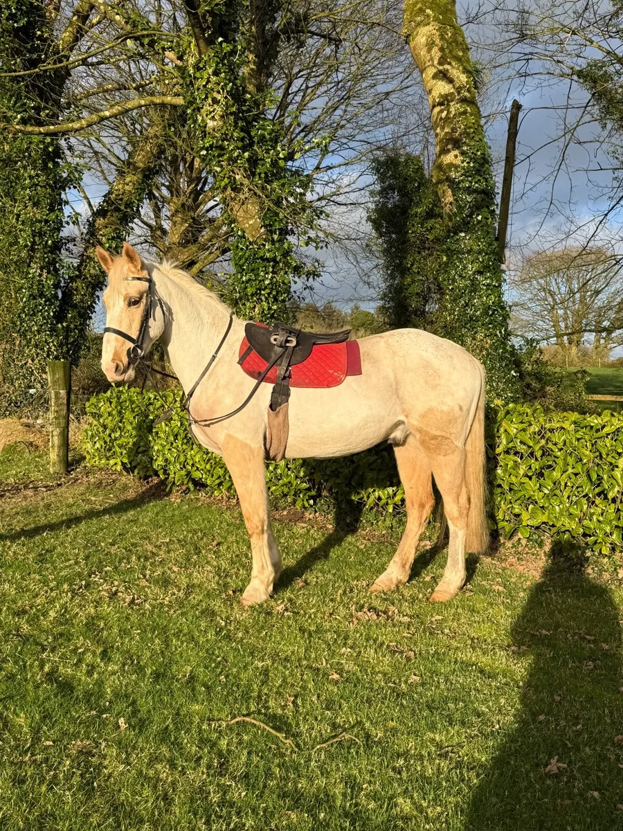 Palomino Gelding - Image 4