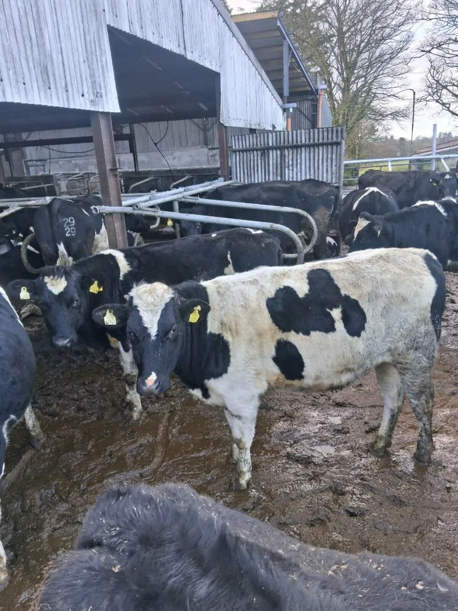 Maiden heifers - Image 1