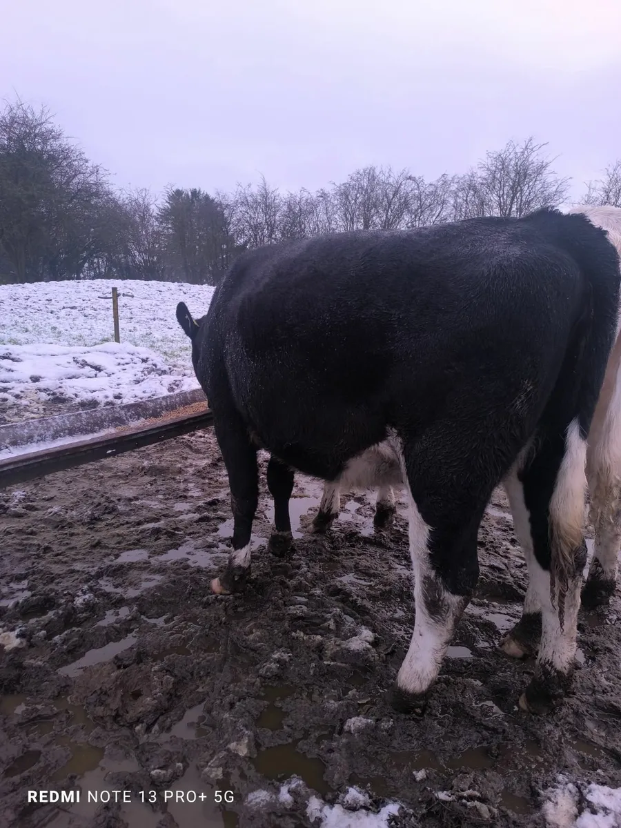Two milking springers - Image 1