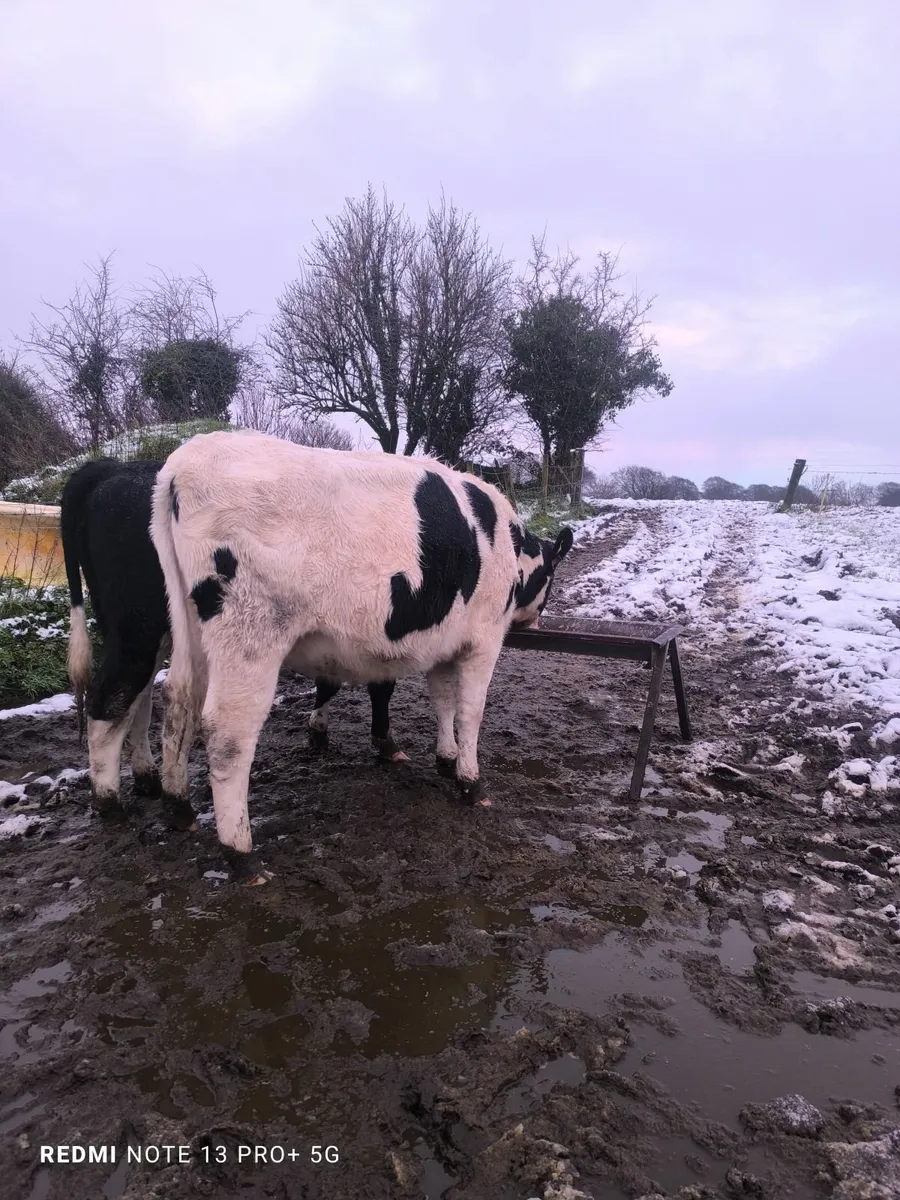 Two milking springers - Image 2
