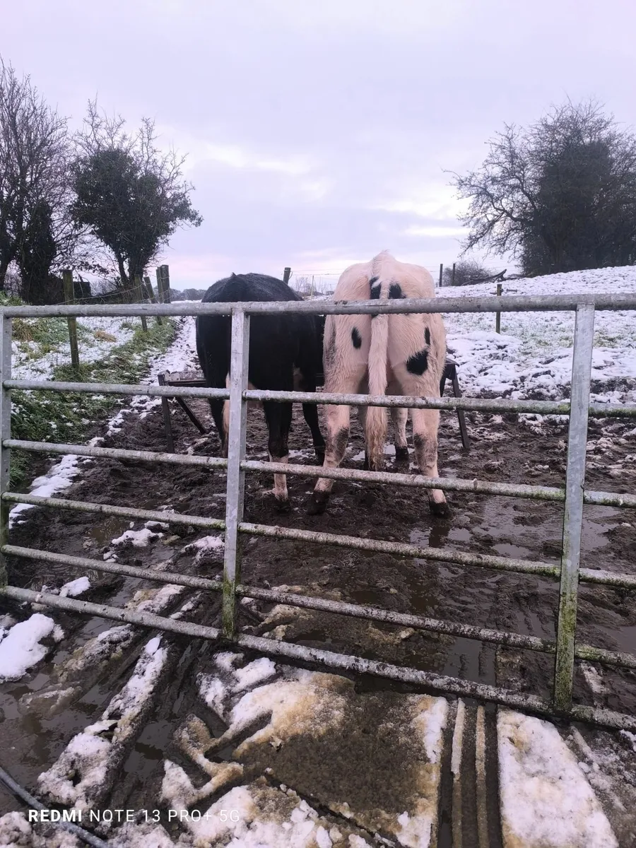 Two milking springers - Image 3