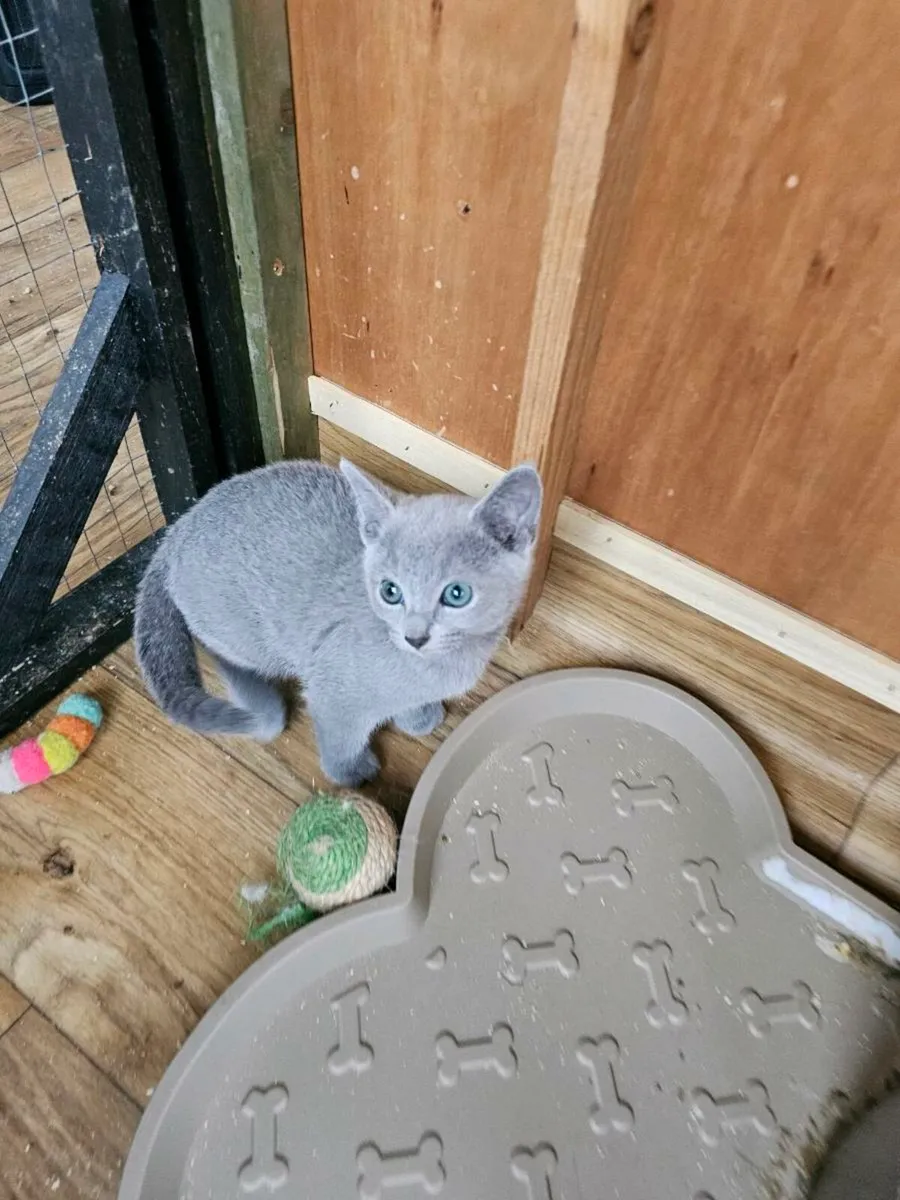 Russian Blue  kittens pedigree and registered TICA - Image 4