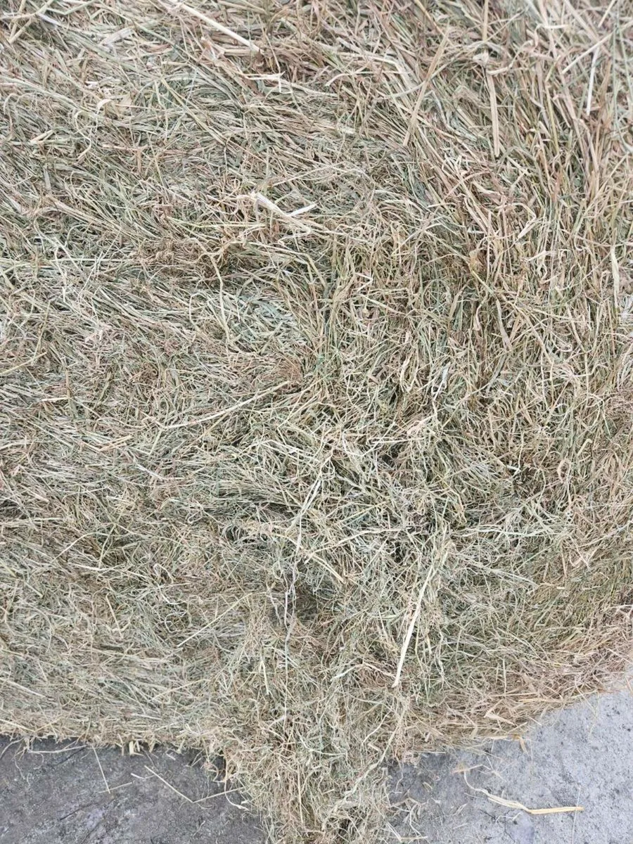 Hay - Image 2