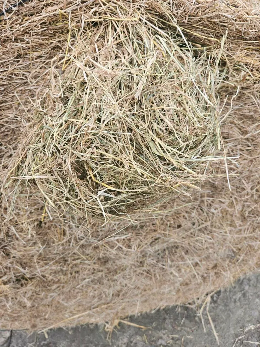 Hay - Image 3