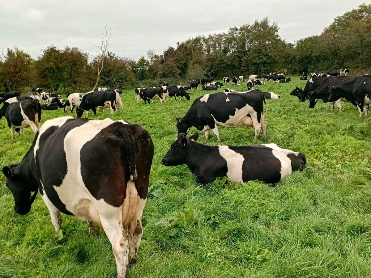 Incalf Cows Spring Calving - Image 1
