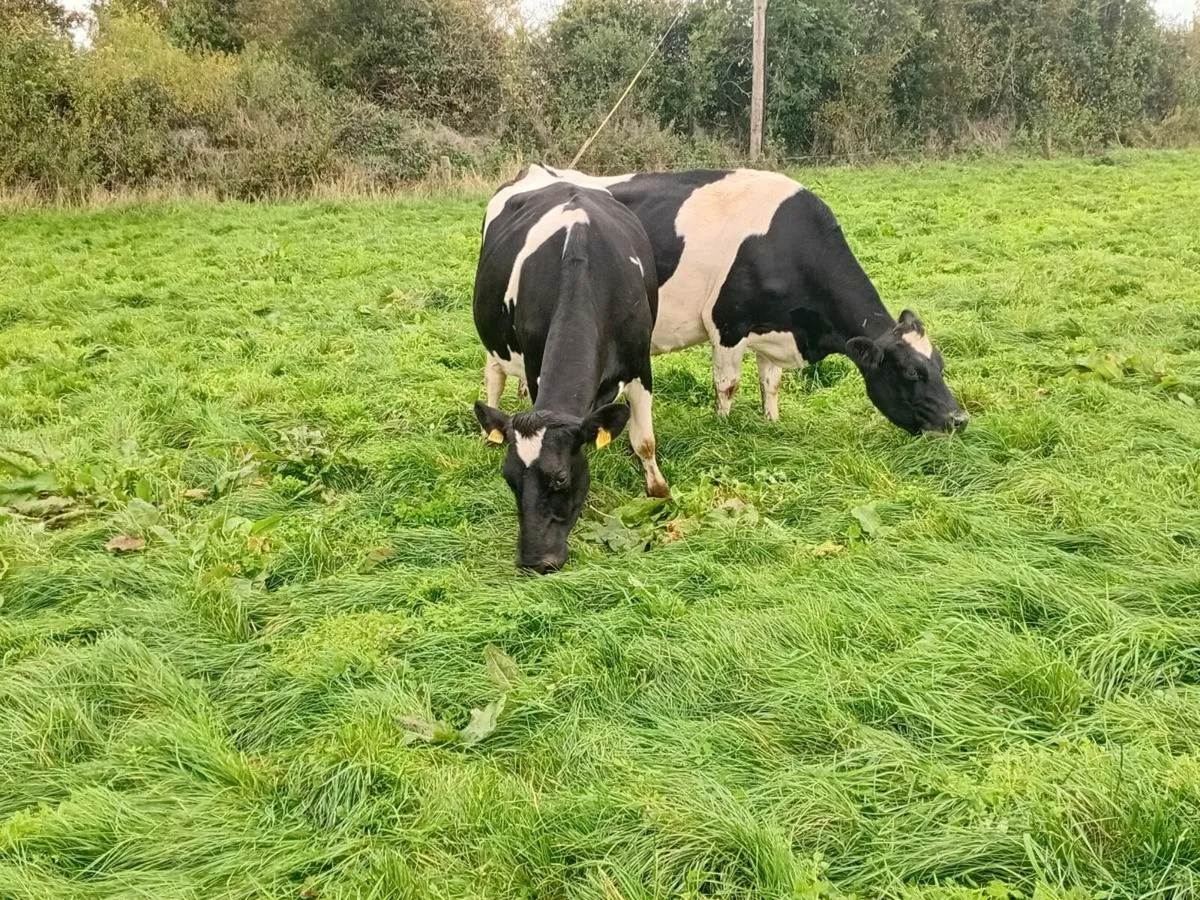 Incalf Cows Spring Calving - Image 2