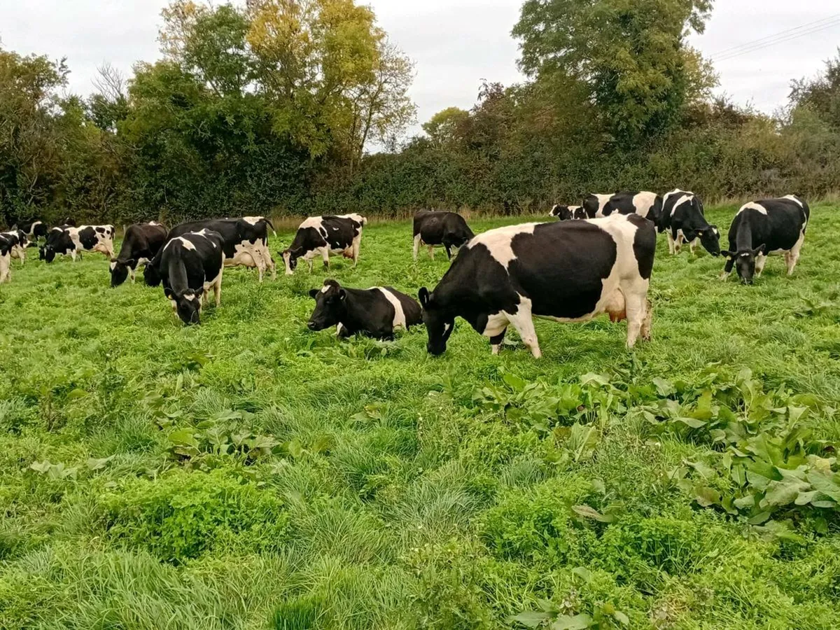Incalf Cows Spring Calving - Image 3