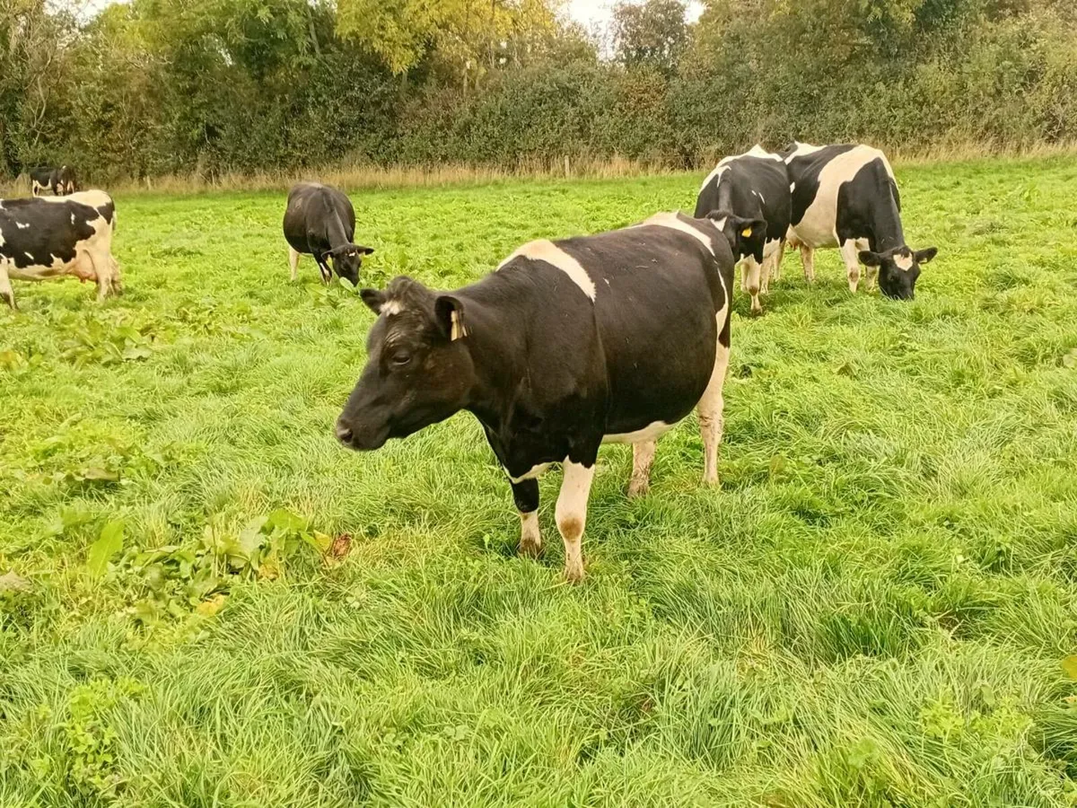 Incalf Cows Spring Calving - Image 4