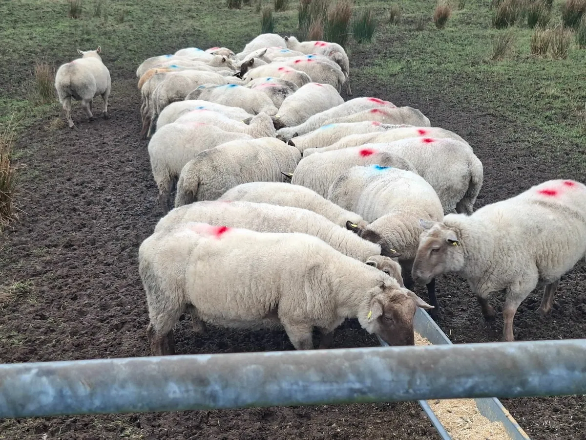 Inlamb ewes