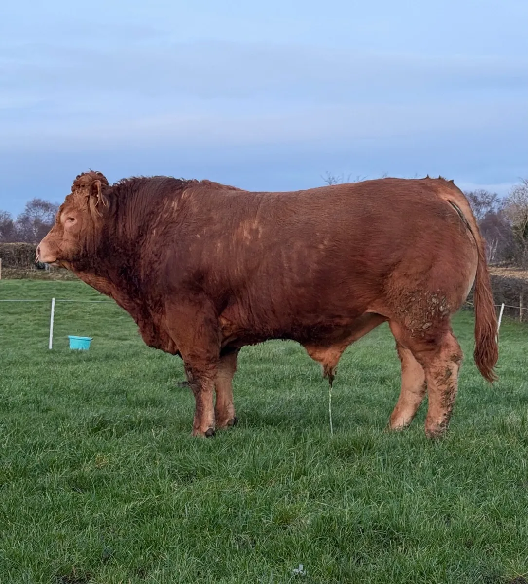 Pedigree Limousin Bull(Easy Calved) - Image 1
