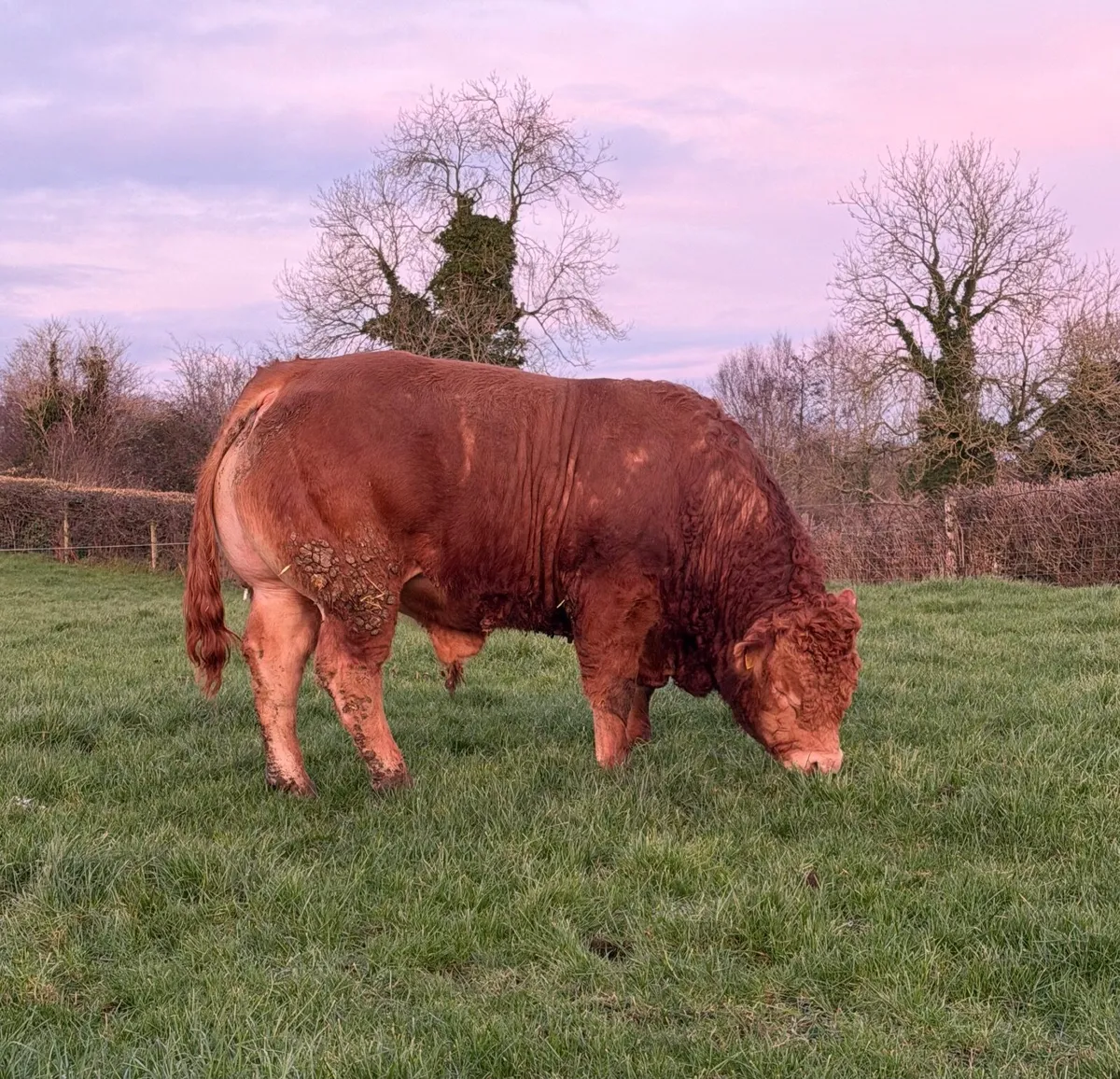 Pedigree Limousin Bull(Easy Calved) - Image 2