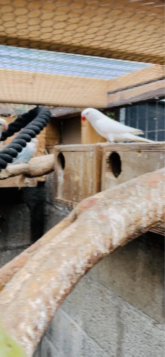 Indian ringneck - Image 1