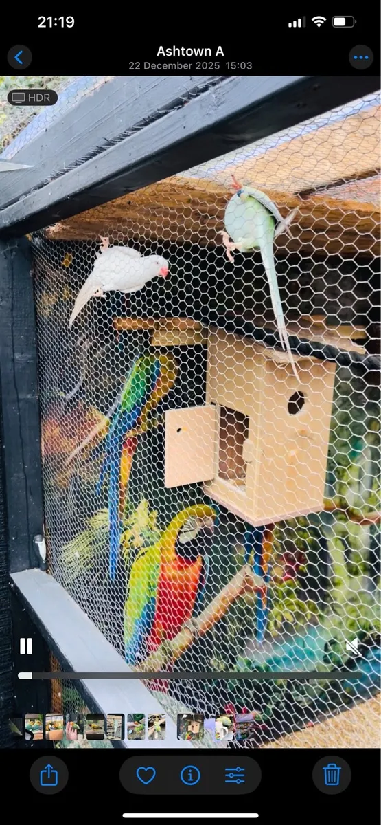 Indian ringneck - Image 2