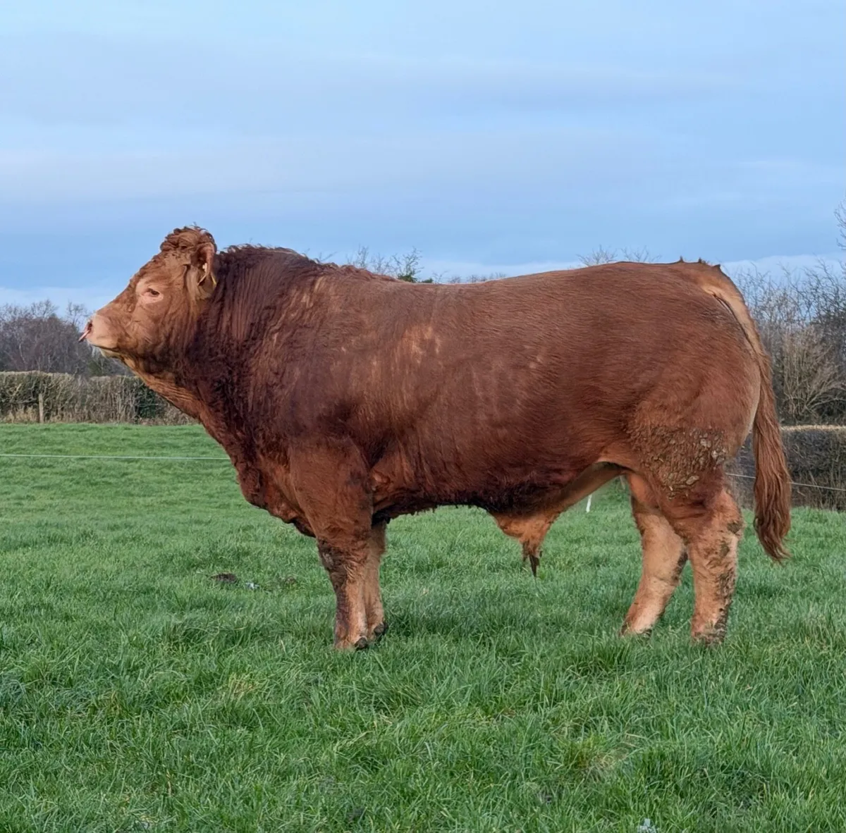 Pedigree Limousin Bull(Easy Calved) - Image 3