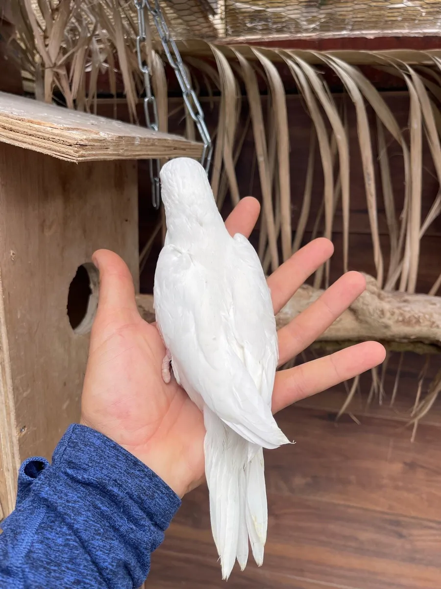 Indian ringneck - Image 4