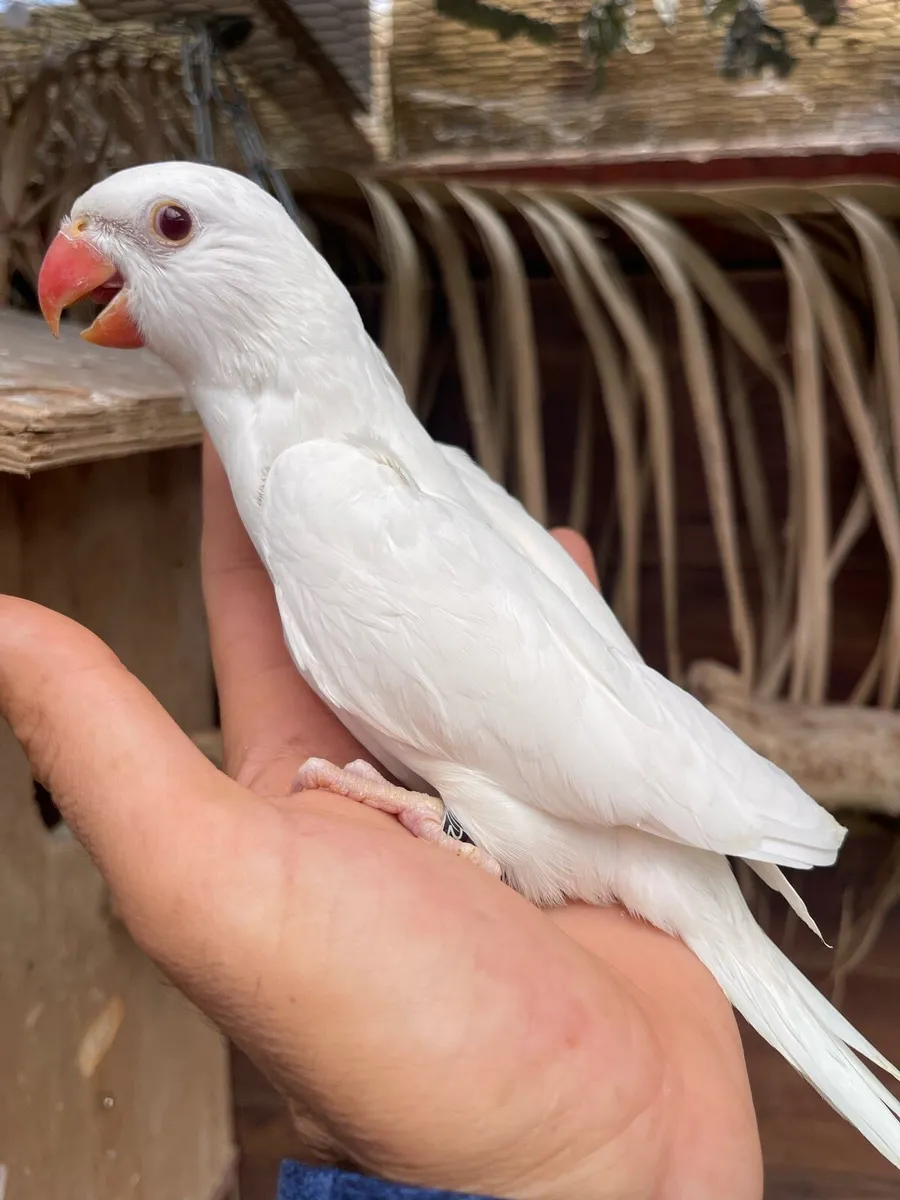 Indian ringneck - Image 4