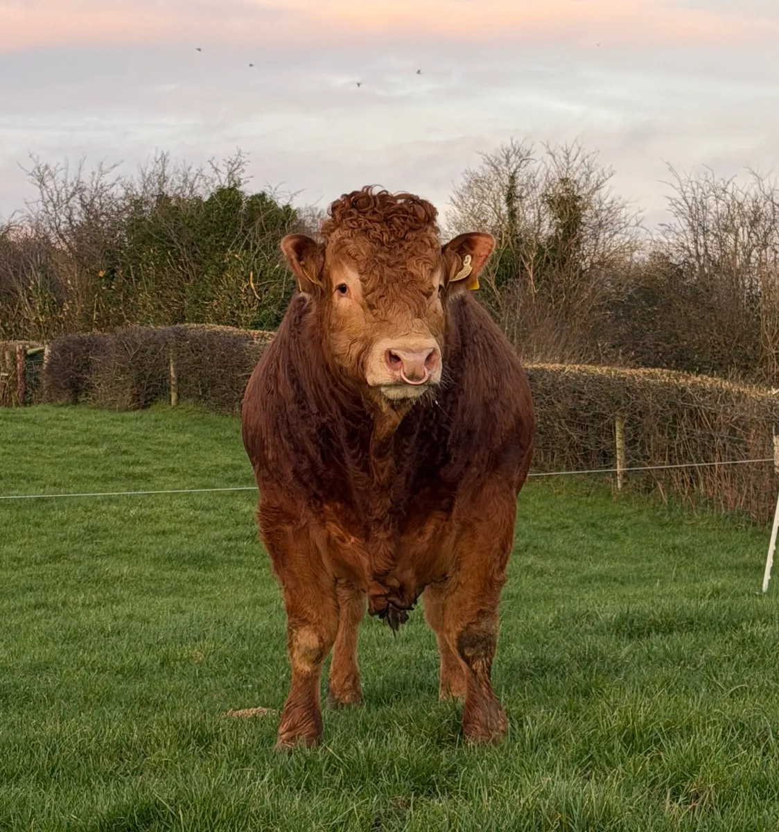 Pedigree Limousin Bull(Easy Calved) - Image 4