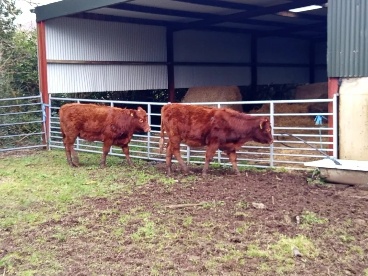 Beef cattle - Image 1