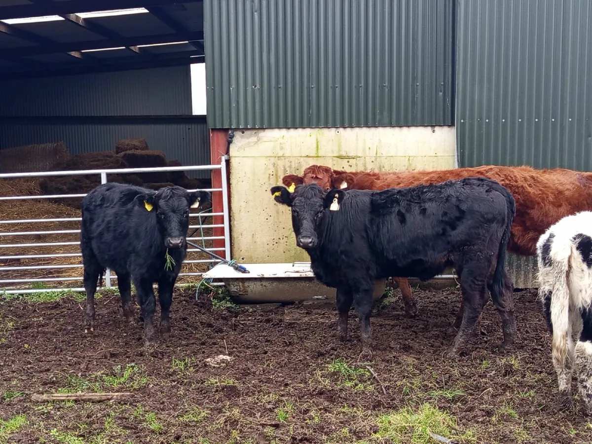 Beef cattle - Image 2