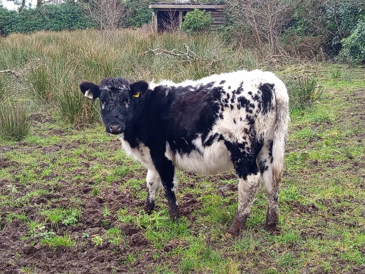 Beef cattle - Image 3