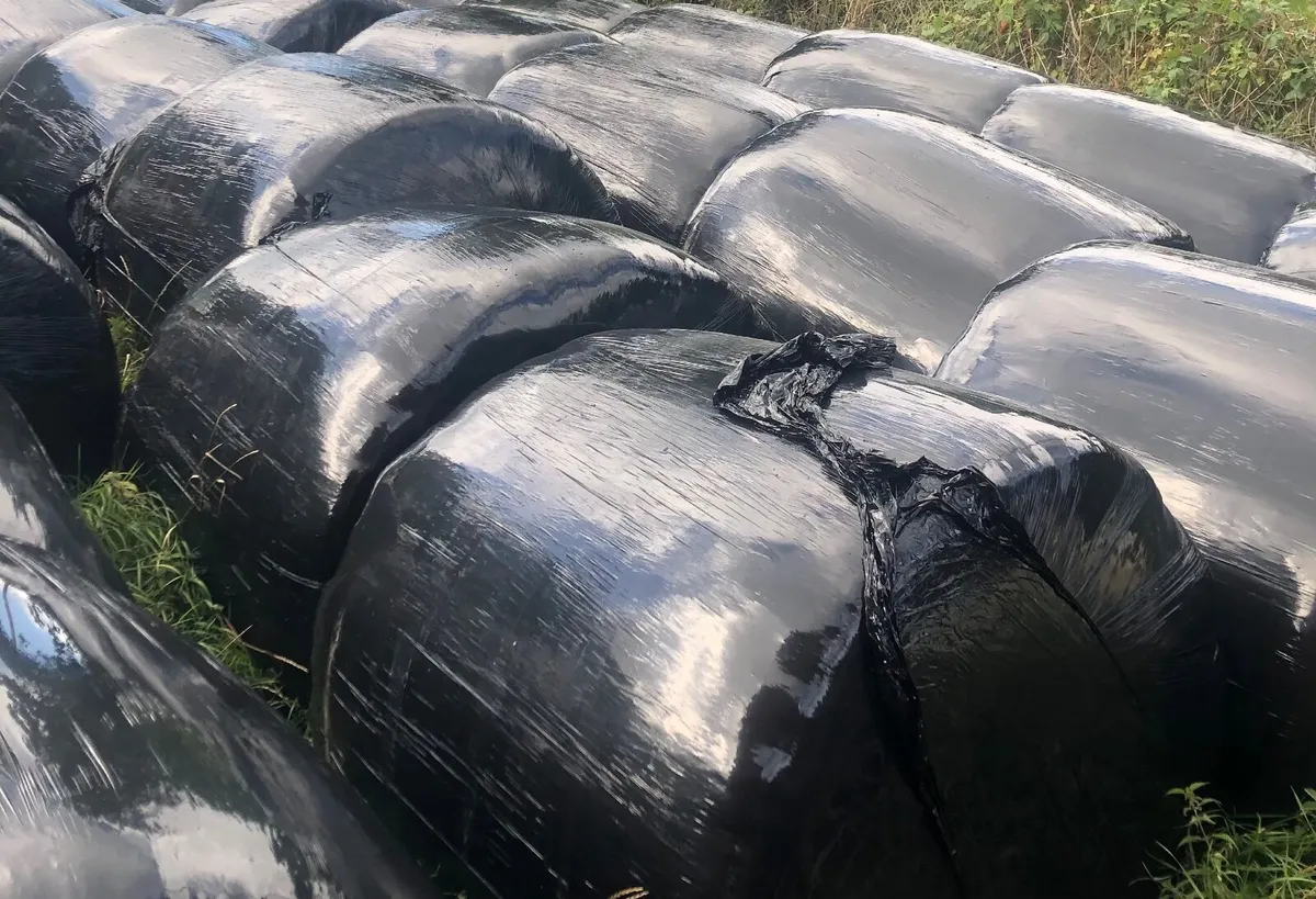 Silage bales / small square hay bales - Image 4