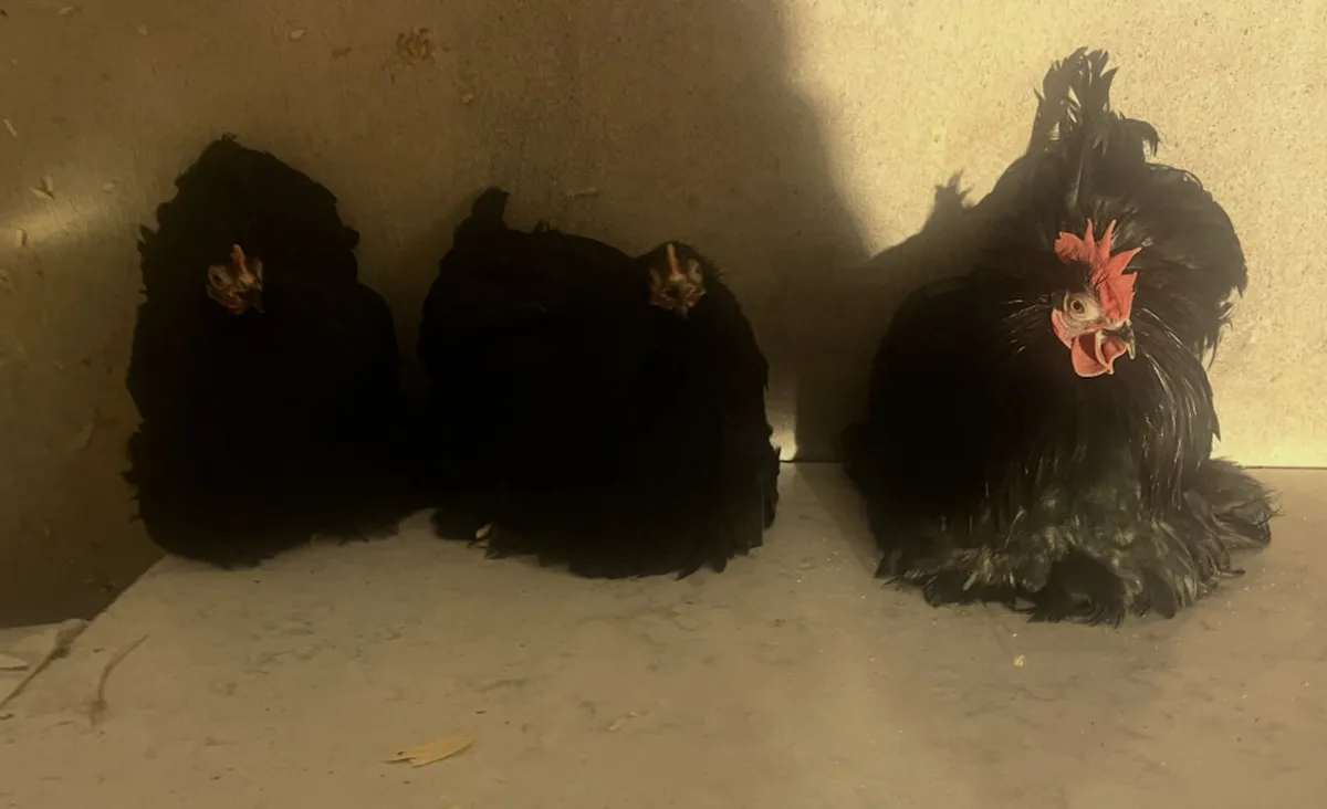 Trio of Pekin bantams show quality £250 - Image 1