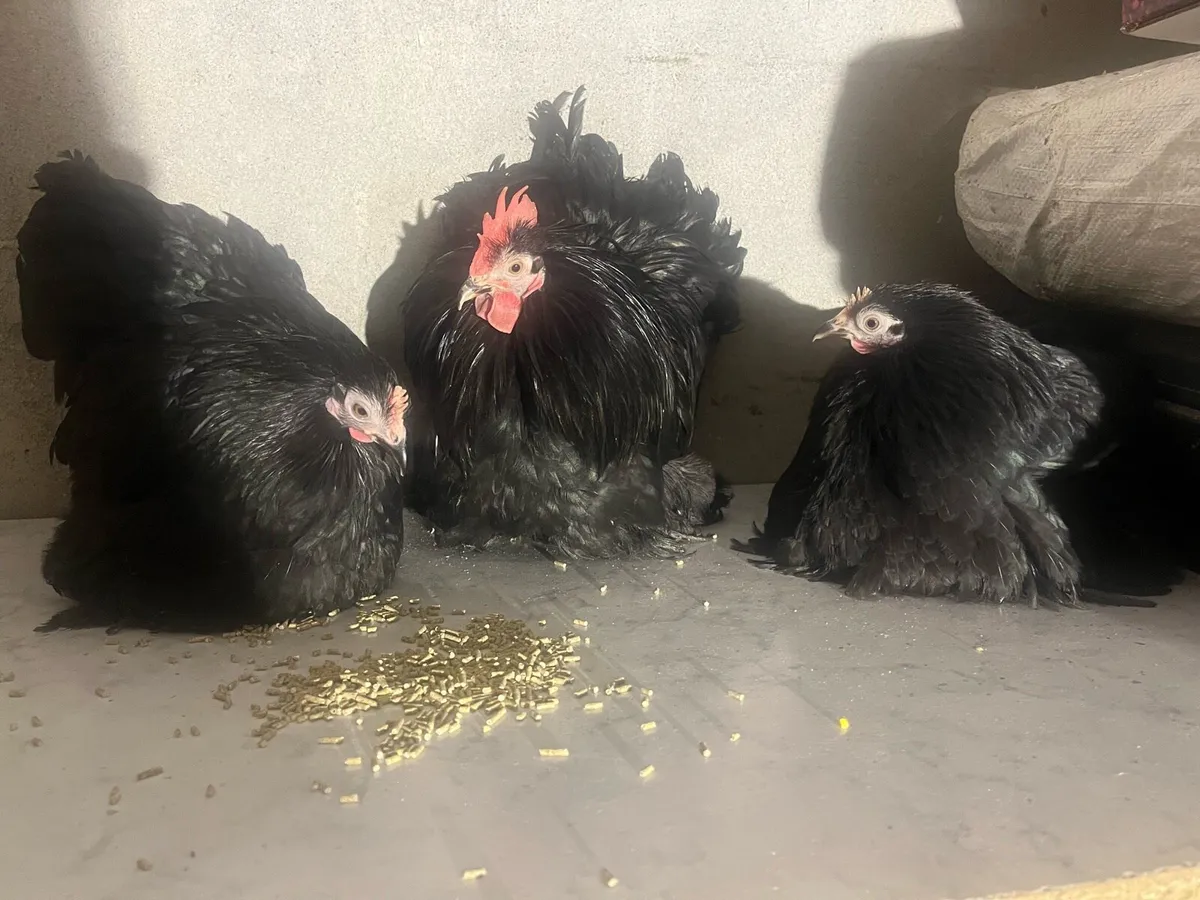 Trio of Pekin bantams show quality £250 - Image 2