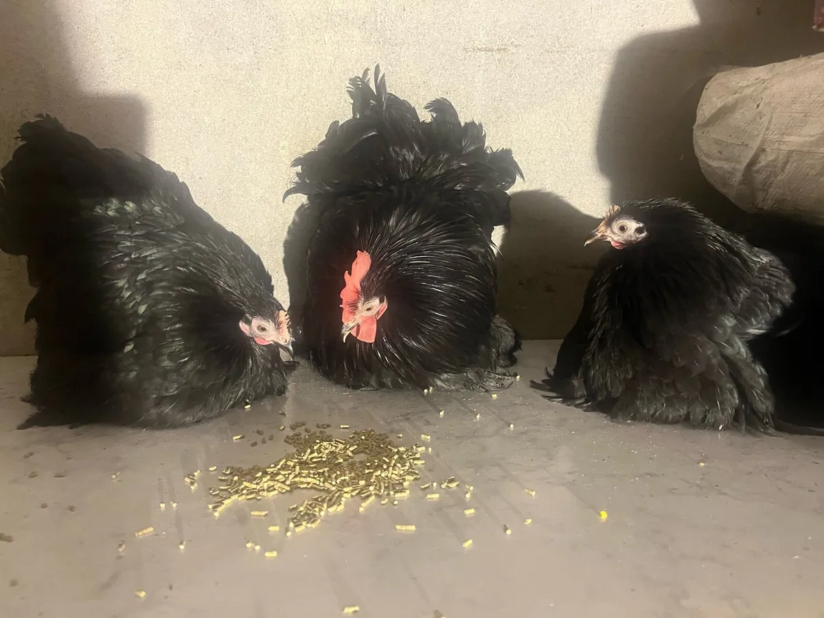 Trio of Pekin bantams show quality £250 - Image 3