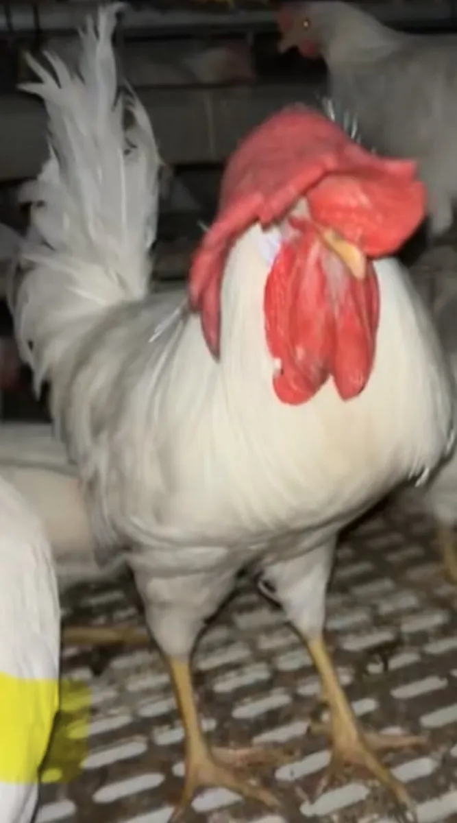 Serious White leghorn trio - Image 1