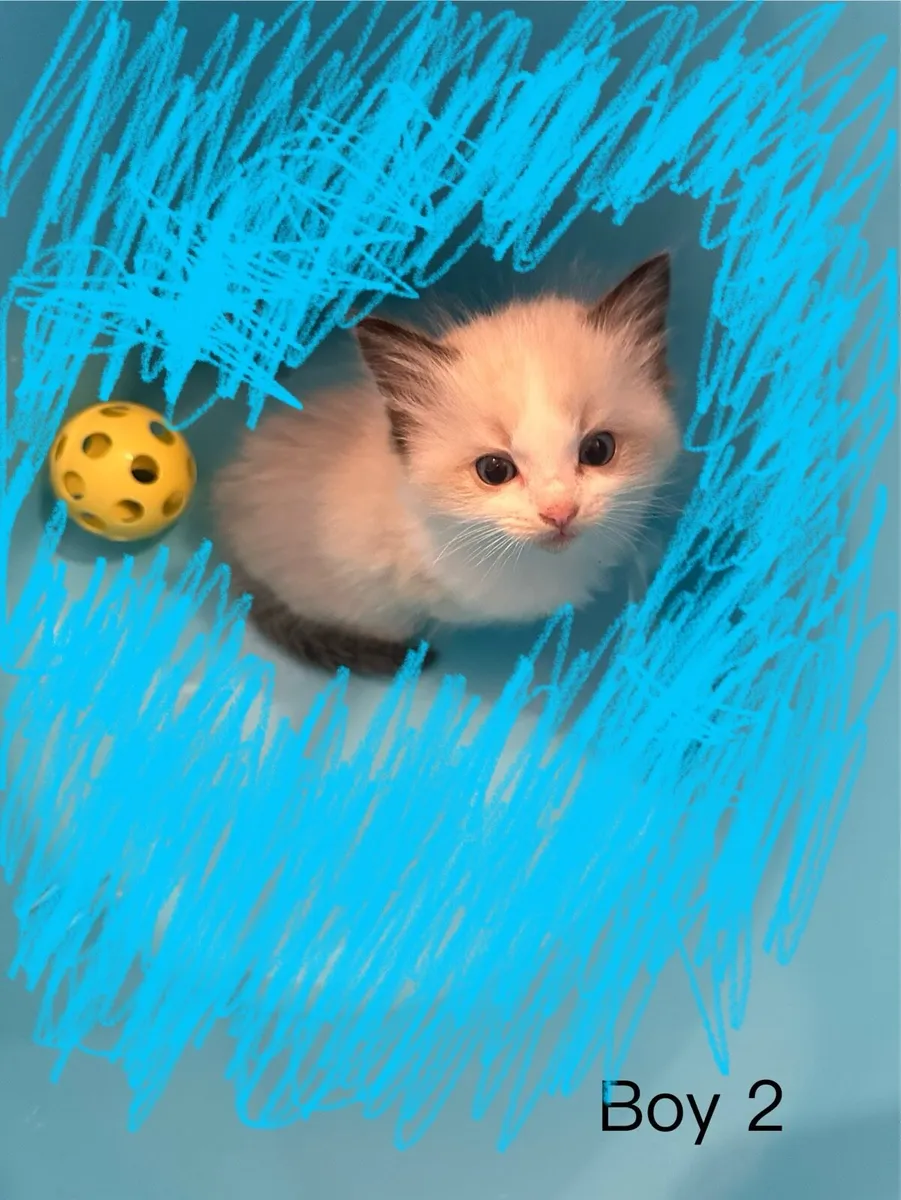 Ragdoll babies - Image 2