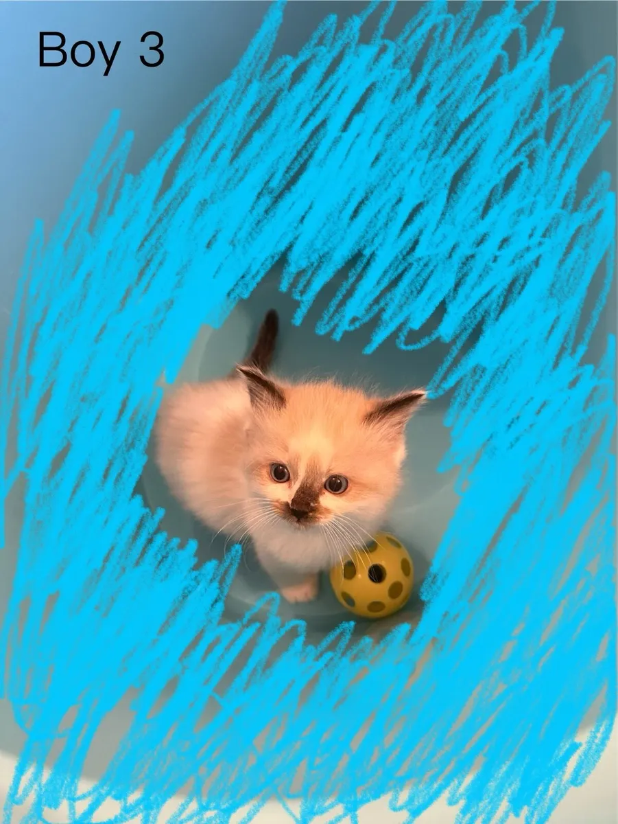Ragdoll babies - Image 3