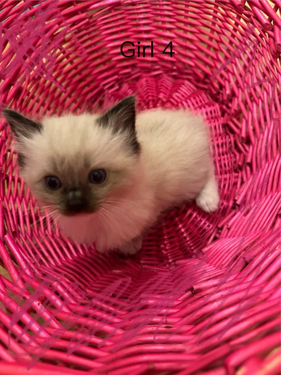 Ragdoll babies - Image 4