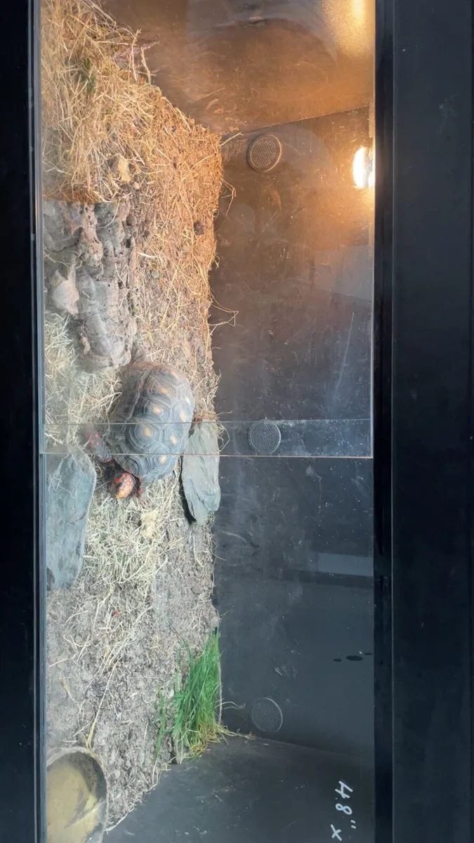 Tortoise - Image 2