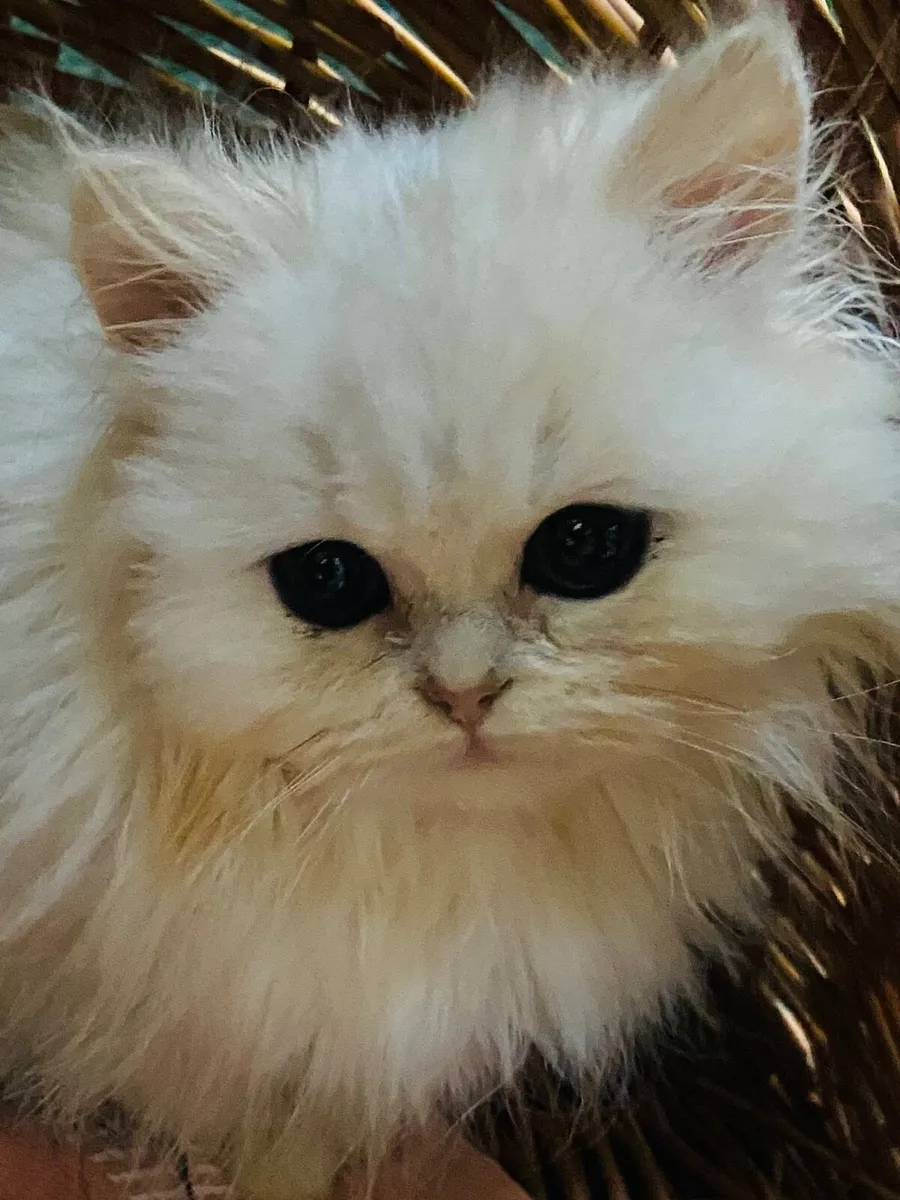 Male Chinchilla kitten - Image 1
