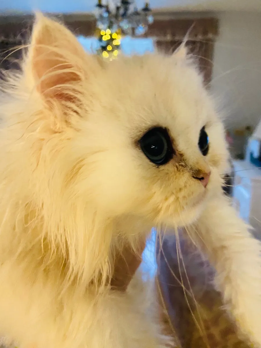 Male Chinchilla kitten - Image 3