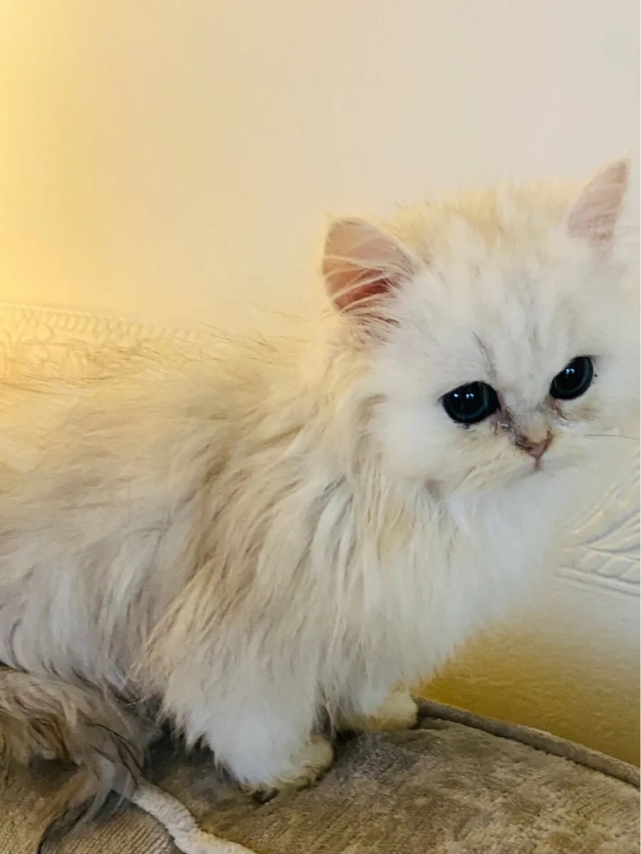 Male Chinchilla kitten - Image 4