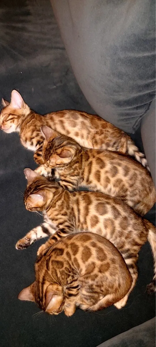 Bengal kitten - Image 2
