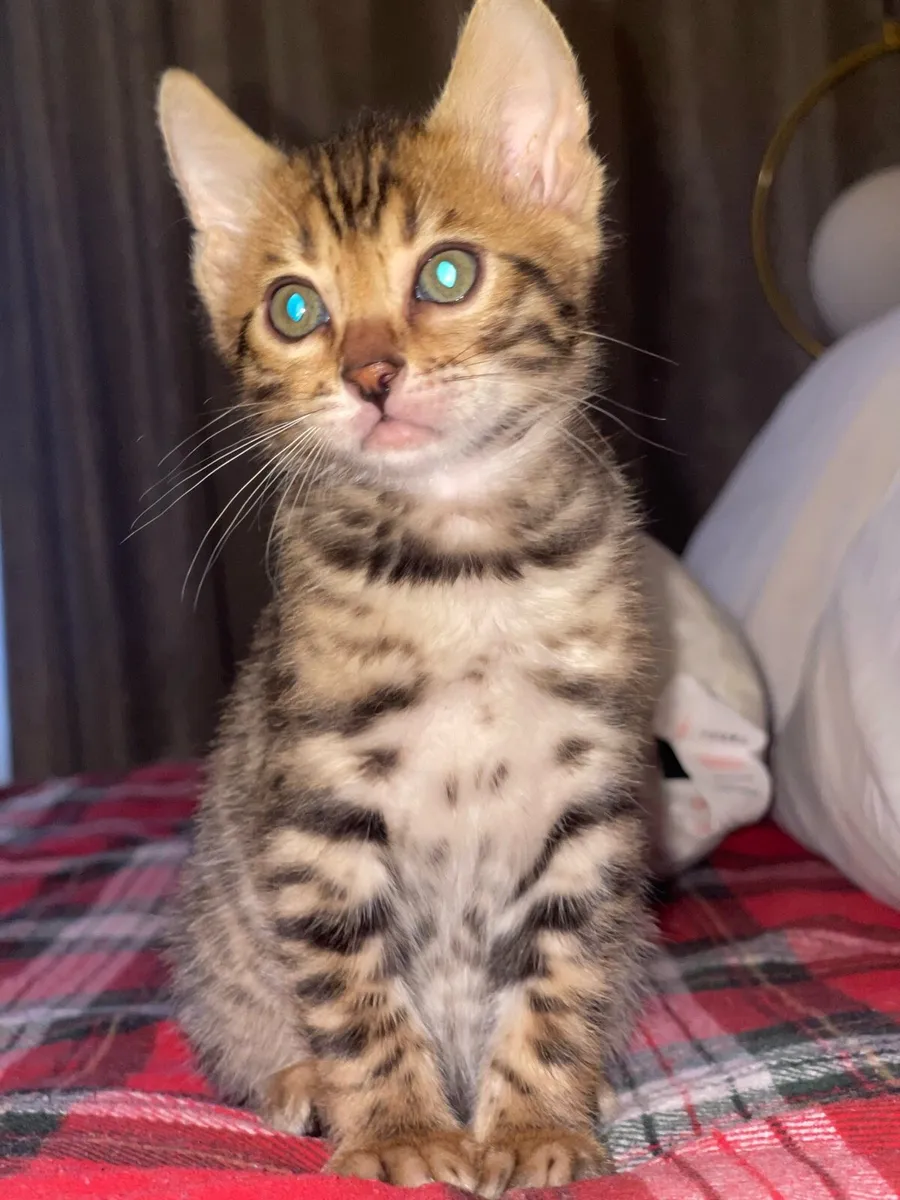 Bengal kitten - Image 3