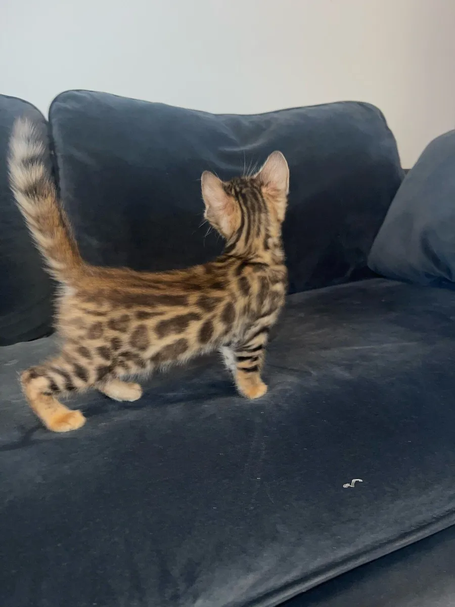 Bengal kitten - Image 4
