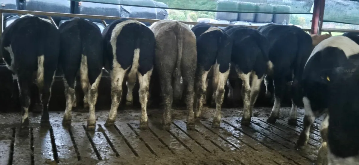 Tractor driver  wanted for dairy farm