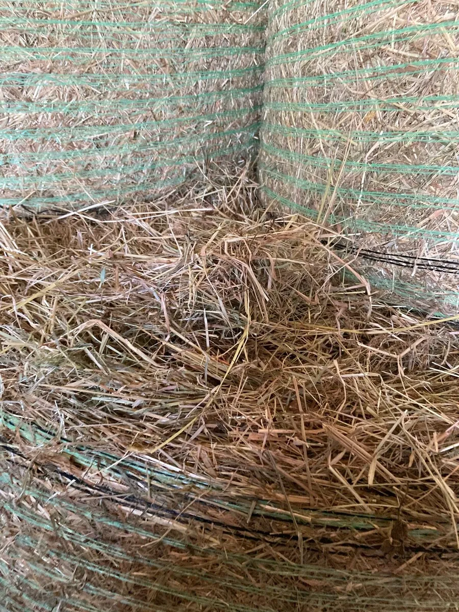 Hay and silage - Image 1