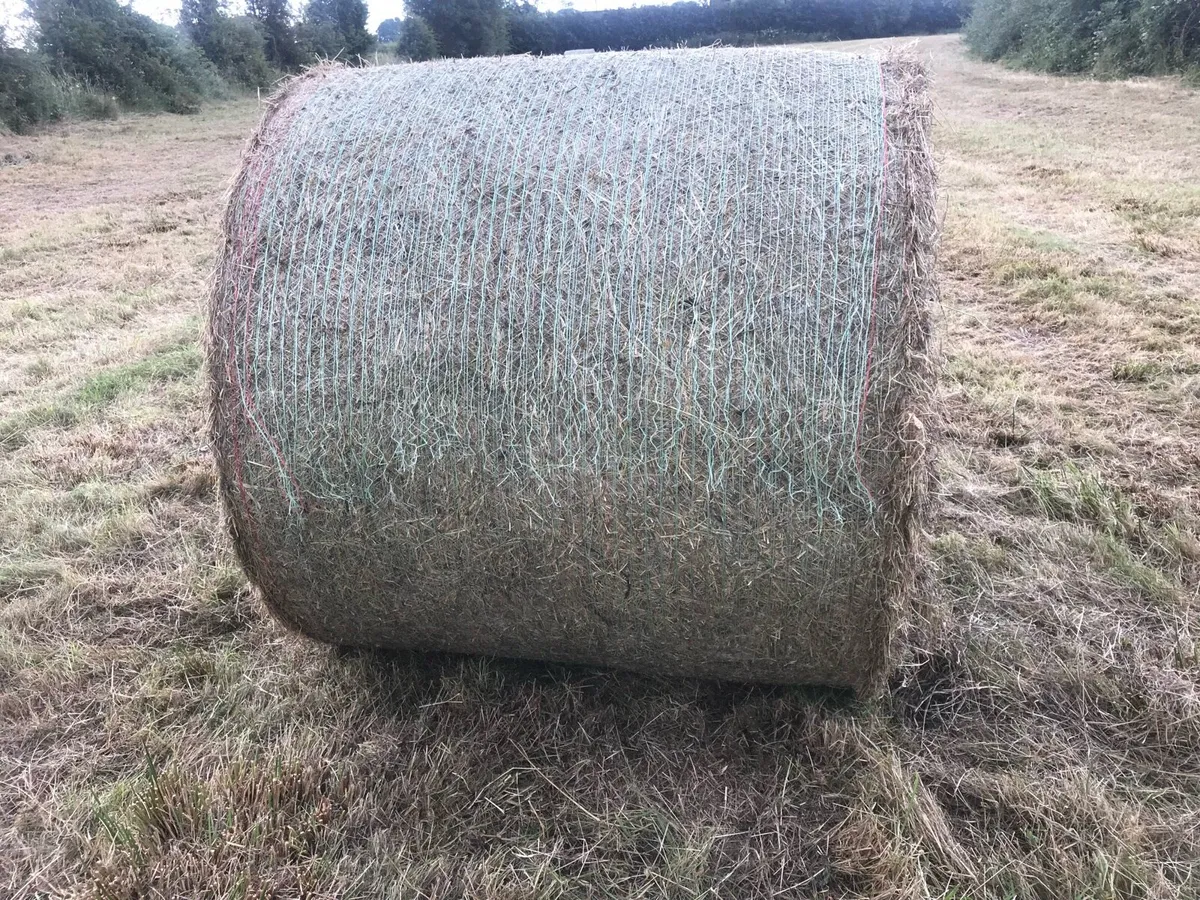 Hay and silage - Image 2