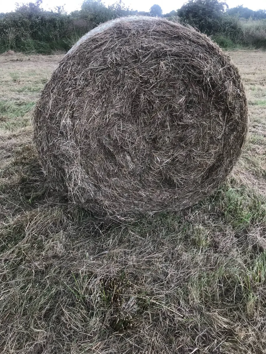 Hay and silage - Image 3
