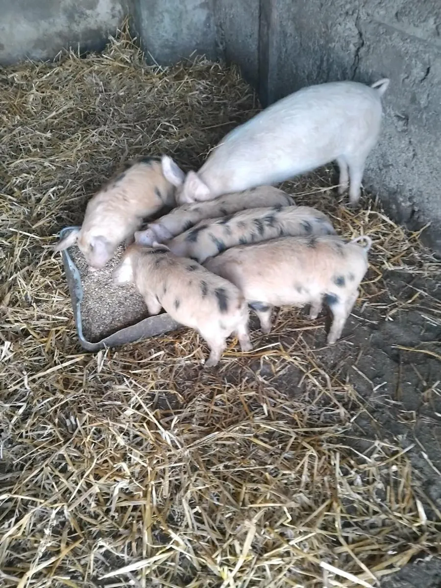 Piglets for sale - Image 1